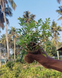 Giant Murraya Paniculata/ giant kamini (single plant)