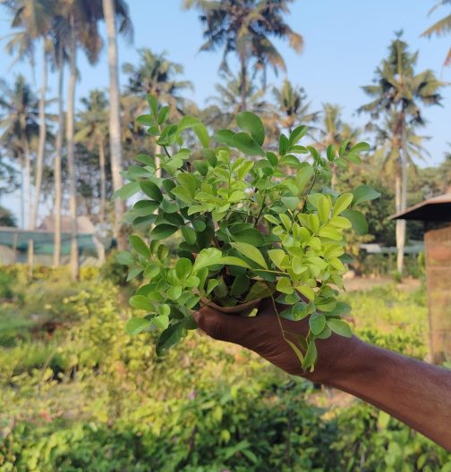 Giant Murraya Paniculata/ giant kamini (single plant) - Image 3