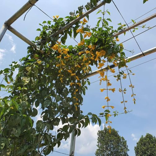 Golden cascade vine (single plant) - Image 3