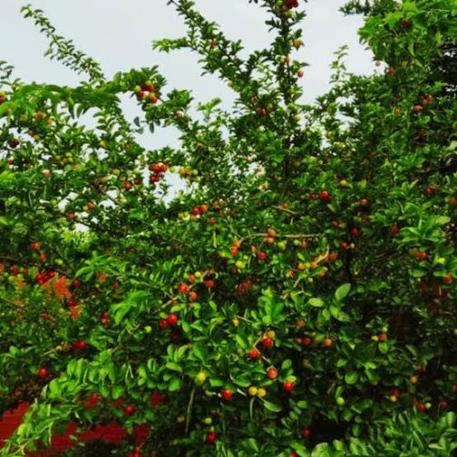 Barbados Cherry/ Malpighia Emarginata (single plant) - Image 4