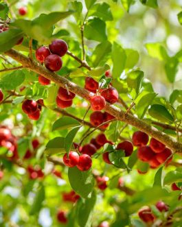 Barbados Cherry/ Malpighia Emarginata (single plant)