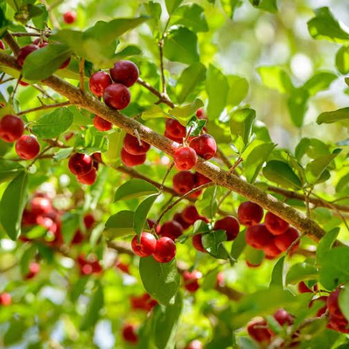 Barbados Cherry/ Malpighia Emarginata (single plant)