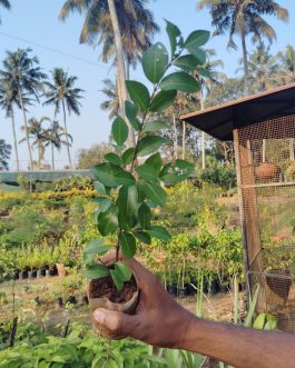 Barbados Cherry/ Malpighia Emarginata (single plant)