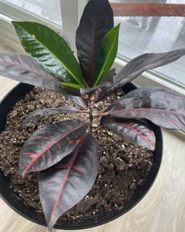 Black petra croton (single plant)