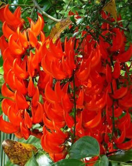 Red Jade Vine /Mucuna Bennettii (single plant)