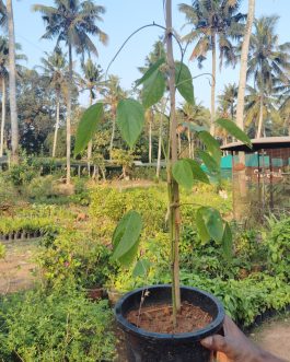 Red Jade Vine /Mucuna Bennettii (single plant)