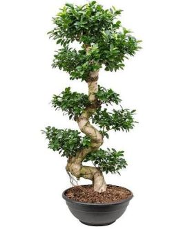 Ficus Microcarpa (small single plant)