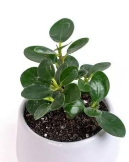 Ficus Microcarpa (small single plant)