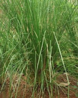 Vetiver/ khus/ ramacham (plant clump)