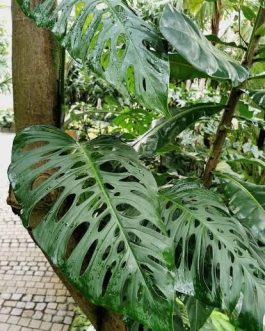 Monstera Laniata (single plant)