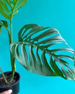 Monstera Laniata (single plant)