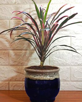 Dracaena red dragon (single plant)