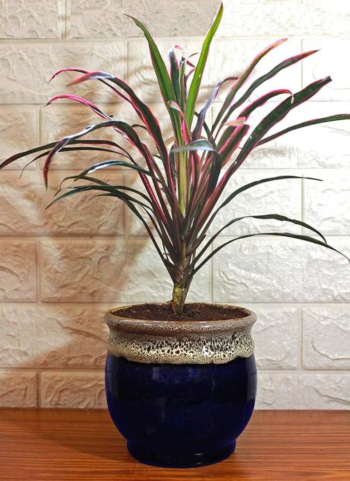 Dracaena red dragon (single plant)