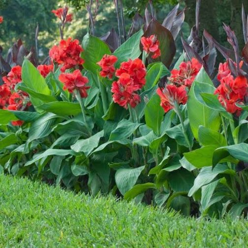 Dwarf deep red canna lily (plant clump) - Image 2