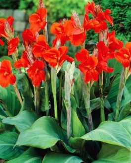 Dwarf deep red canna lily (plant clump)