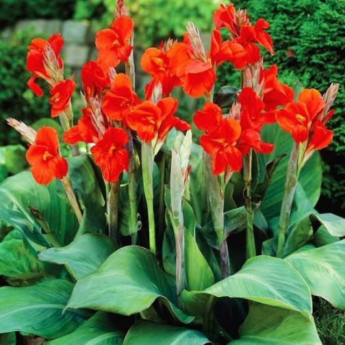 Dwarf deep red canna lily (plant clump)