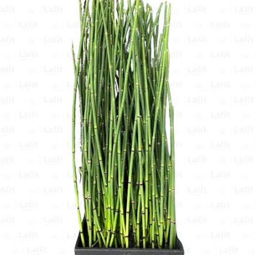 Water Bamboo/ Equisetum (plant clump)