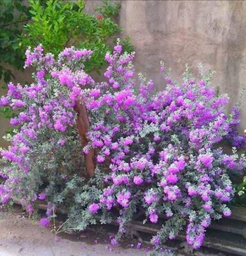 Nikodia/ Texas Silver Leaf/ Texas Sage (single large plant) - Image 4