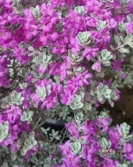 Nikodia/ Texas Silver Leaf/ Texas Sage (single large plant)