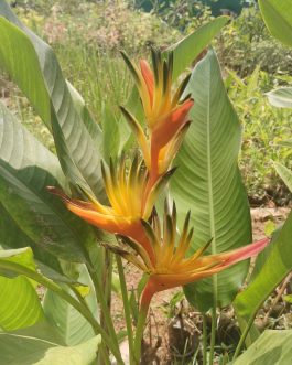 Heliconia Guyana (single plant rhizome)