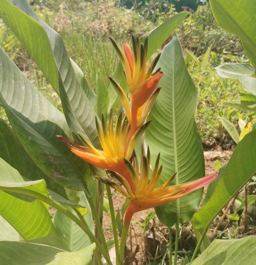 Heliconia Guyana (single plant rhizome) - Image 2