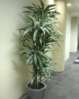 Dracaena Warneckii White Stripes (large plant)