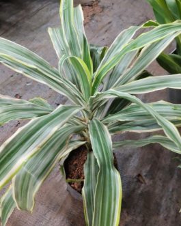 Dracaena Warneckii White Stripes (large plant)