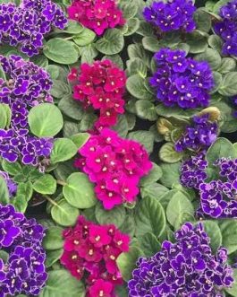 African violet (10 different varieties -well rooted jiffy plants)