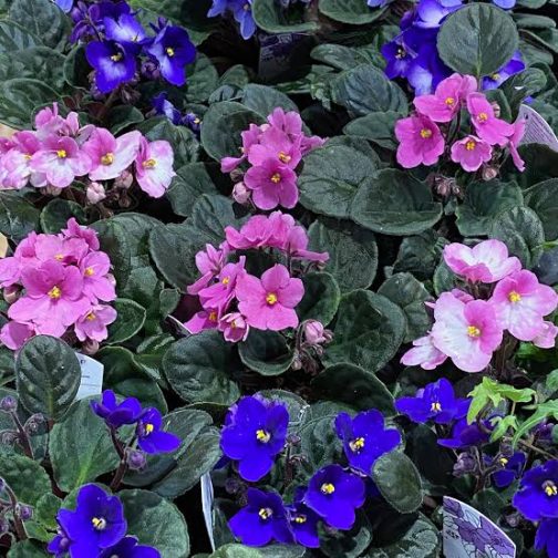 African violet (10 different varieties -well rooted jiffy plants) - Image 5