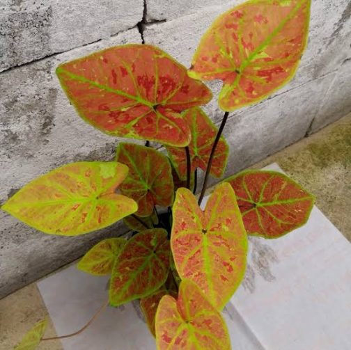 Caladium New Wave (medium jiffy sized plant) - Image 3