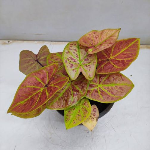 Caladium New Wave (medium jiffy sized plant) - Image 4