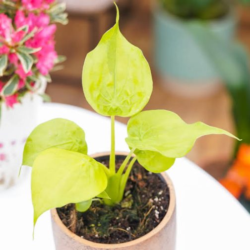 Alocasia cucullata Golden (medium sized jiffy plant) - Image 3