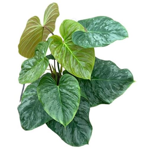 Philodendron Majestic (medium sized single plant)