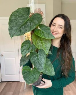 Philodendron Majestic (medium sized single plant)