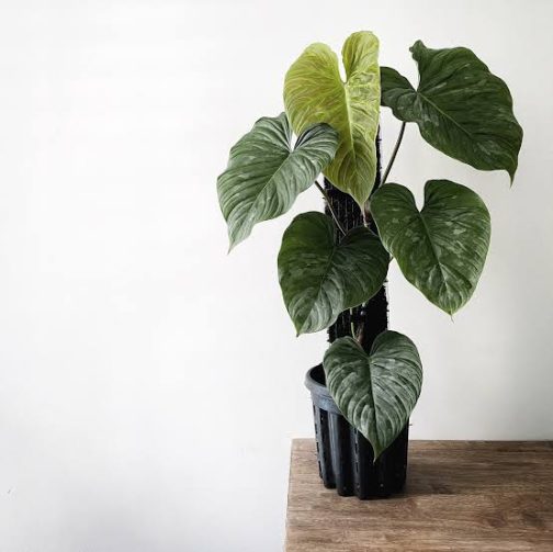 Philodendron Majestic (medium sized single plant) - Image 3