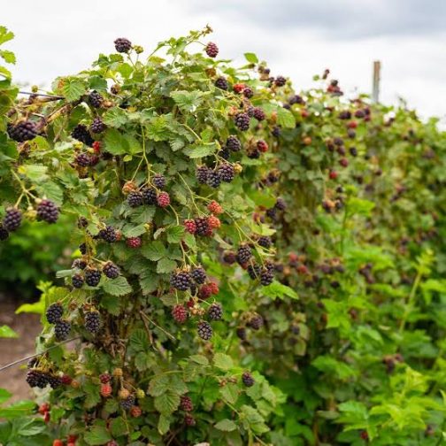 Thornless Blackberry (small single plant jiffy) - Image 3