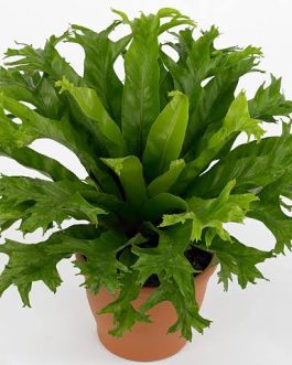 Crissie birds nest fern/Asplenium nidus Crissie (small jiffy sized plant)