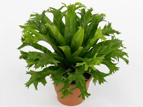 Crissie birds nest fern/Asplenium nidus Crissie (small jiffy sized plant)