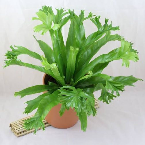 Crissie birds nest fern/Asplenium nidus Crissie (small jiffy sized plant) - Image 2