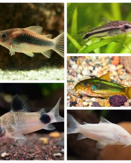 Corydora combo 1 pcs each ( panda cory , albino cory, pygmy cory, green cory, bronze cory)