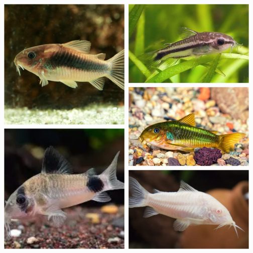 Corydora combo 1 pcs each ( panda cory , albino cory, pygmy cory, green cory, bronze cory)