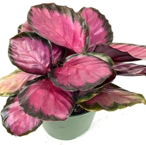 Calathea Rusco (large plant pot) - Image 3