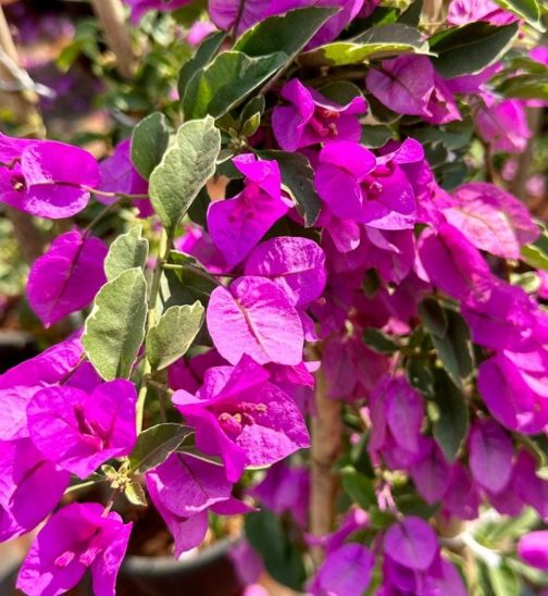Bougainvillea- silvery varigated leaves and purple flower (single plant pot)