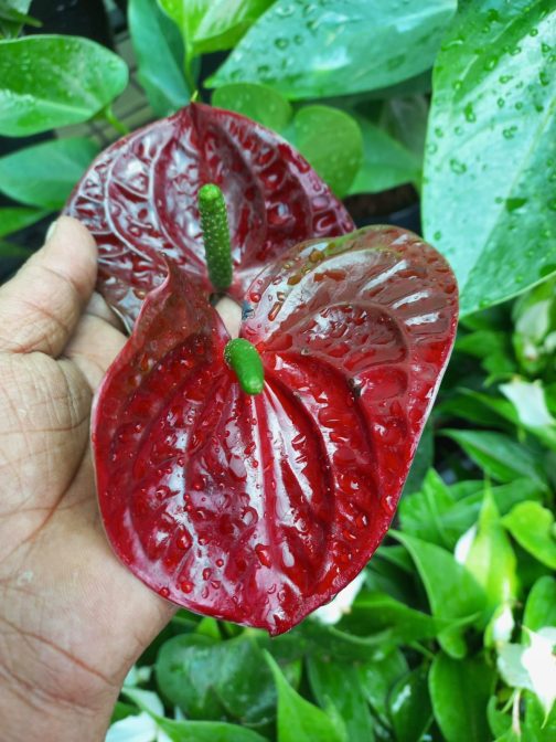 Anthurium combo (5 colour) - Image 6