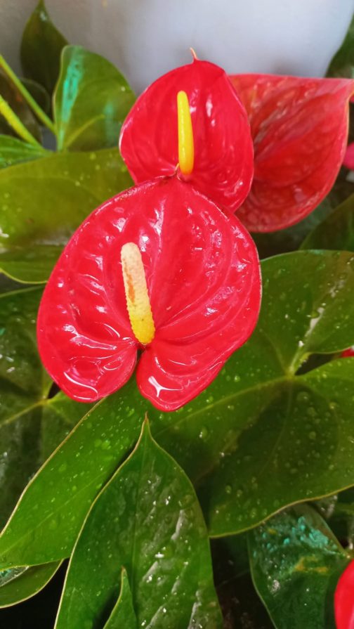Anthurium combo (5 colour) - Image 7