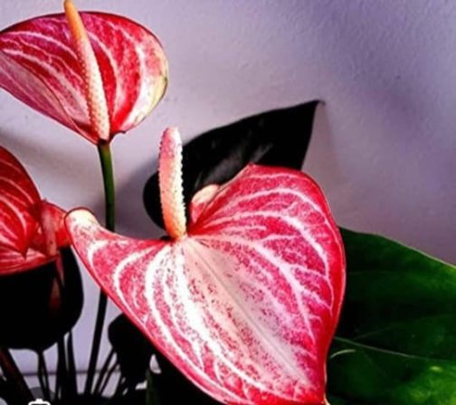 Anthurium combo (5 colour) - Image 5