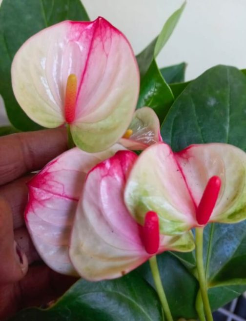 Anthurium combo (5 colour) - Image 3