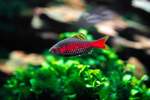 Odessa Barb ( 4 pcs)