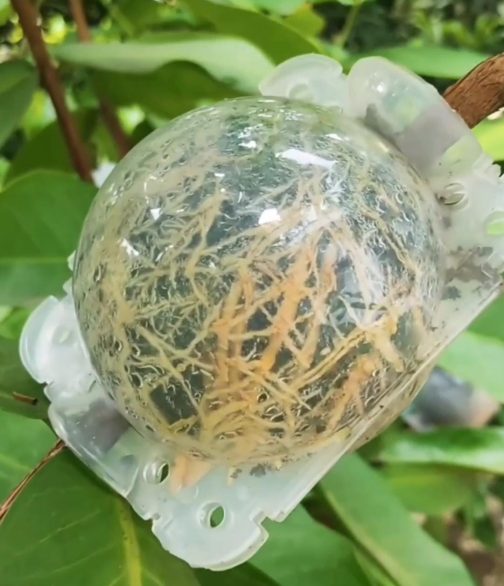 Rooting ball- large sized- 3 inch (single piece) - Image 3