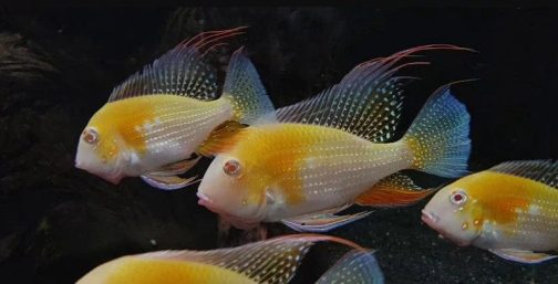Albino Heckelii ( 4 pcs) - Image 4